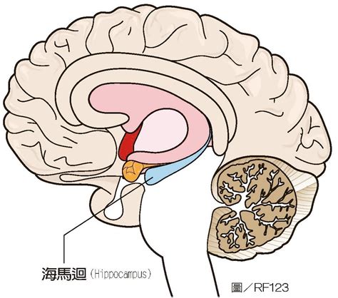 海馬迴作用|藏在大腦裡的情緒秘密：讓人焦躁不安的不是你的心，。